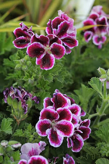 Geranium Pelargonium Seeds for growers seeking a long-blooming display