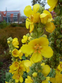 Verbascum Densiflorum Mullein Seeds (Flowerssamen von) for reliable seasonal color