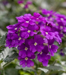 Verbena Hybrida Seeds for growers filling out the Flower Bed & Home Garden