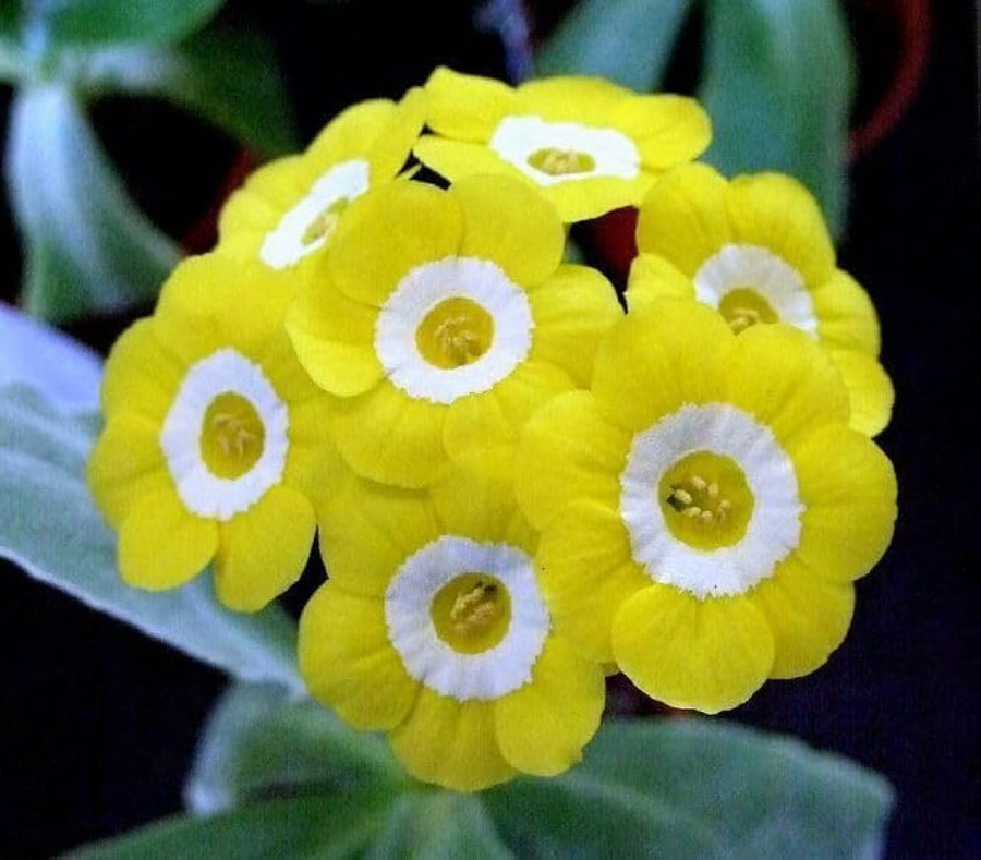Primula Polyneura flower seeds for planting