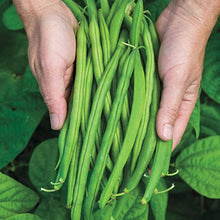 Pole Bean Seeds (Phaseolus vulgaris) for a fresh homegrown crop from the Vegetable Patch