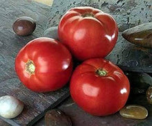 Bella Rosa Vffna Tomato Seeds (Solanum lycopersicum) for a reliable harvest in the Vegetable Patch