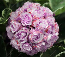 Geranium Seeds for gardeners building out beds and borders