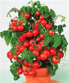 Mixed Color Bonsai Tomato Seeds for home growers seeking a reliable harvest