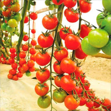 Imperatorskiy Tomato Seeds for home growers seeking a reliable harvest