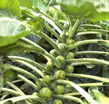 Catskill Brussels Sprouts Seeds (Brassica oleracea) for a lasting display in the home garden and planting