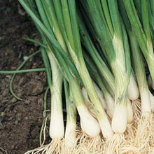 Japanese Indestructible White Bunching Onion Seeds for home growers seeking a reliable harvest