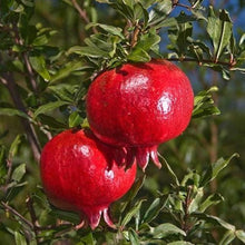 Giant Pomegranate Seeds for a sweet addition to the home orchard