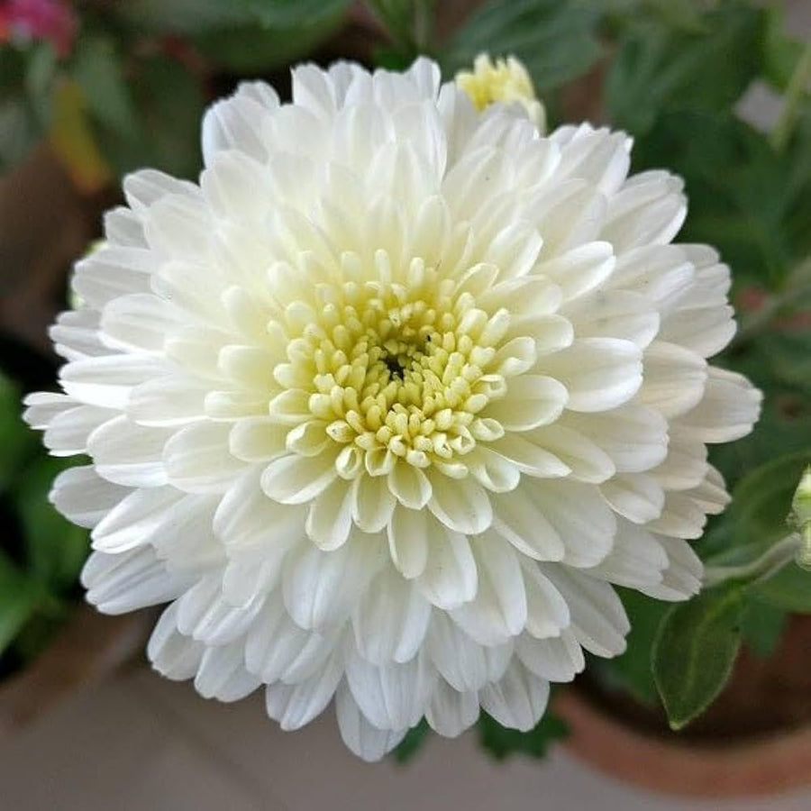 White and yellow chrysanthemum flowers grown from seeds with soft, layered blooms in dual tones