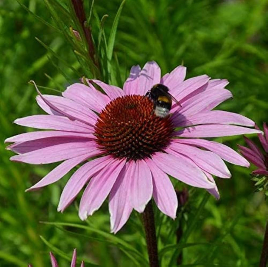 Echinacea Bright Seeds (Star coneflower) for colorful blooms in the perennial wildflower gardens