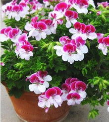 Geranium Seeds for gardeners building out beds and borders