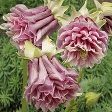 Pink Petticoat Columbine Aquilegia Flower Seeds â€“ Frilly Pink-Edged Blooms with Elegant Form