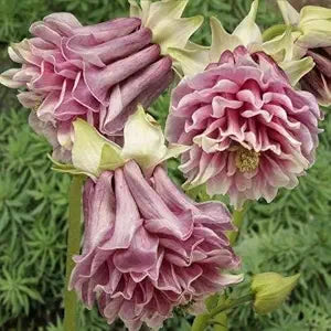 Pink Petticoat Columbine Aquilegia Flower Seeds â€“ Frilled Petals in Romantic Pink Shades