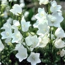 White Peach Bellflower Seeds (Campanula persicifolia) for sweet homegrown fruit in the Shade Flower Border