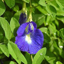 Purple Butterfly Bush Seeds (Buddleja davidii) for a bright addition to the Flower Bed & Urban Garden