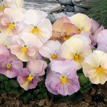Inspire Peach Shades Seeds for a homegrown harvest from the Soft, Warm Garden Blooms