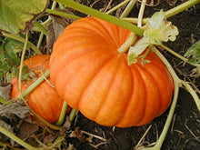 Giant Pumpkin Seeds (Cucurbita maxima) for productive rows in the Vegetable Gardens