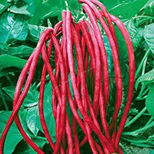 Yardlong Bean Seeds (Vigna unguiculata) for growers stocking the Vegetable Patch or Mini Garden