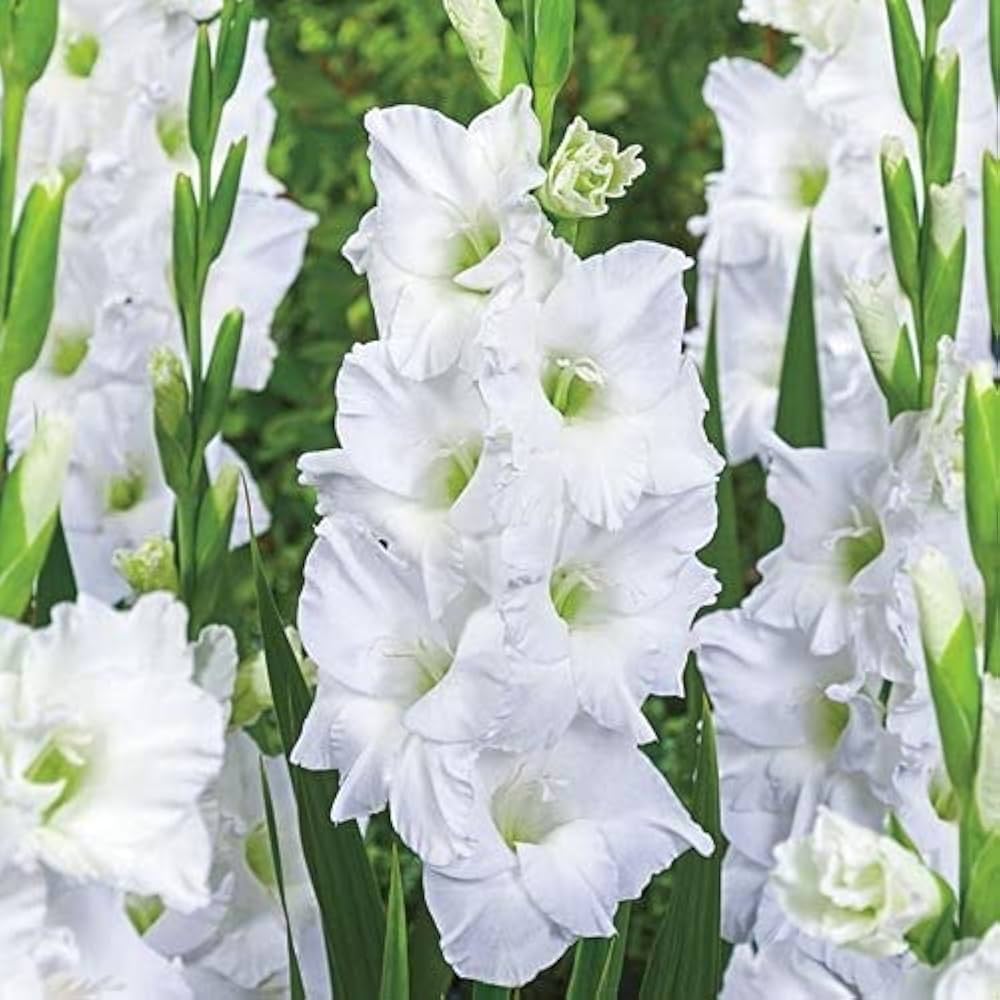 White gladiolus flower seeds