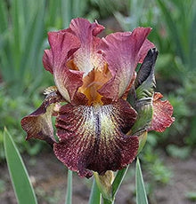 Bearded Iris Iris Germanica Seeds for a colorful addition to any planting
