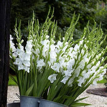 Gladiolus Seeds for a bright addition to the White Garden
