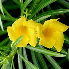 Oleander Yellow Color Seeds for seasonal color across the Bright Garden Blooms