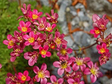 Saxifraga Highlander Rose Shades Seeds for seasonal color across the Rock Garden Borders