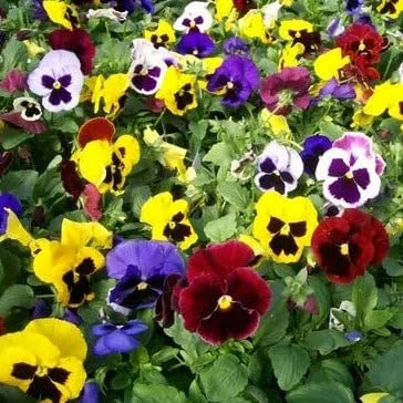 Primula Acaulis Primrose Flower - for planting in home garden