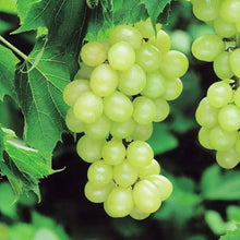 Green grape Vitis vinifera fruit seeds for planting in backyard vineyards - for planting in home garden