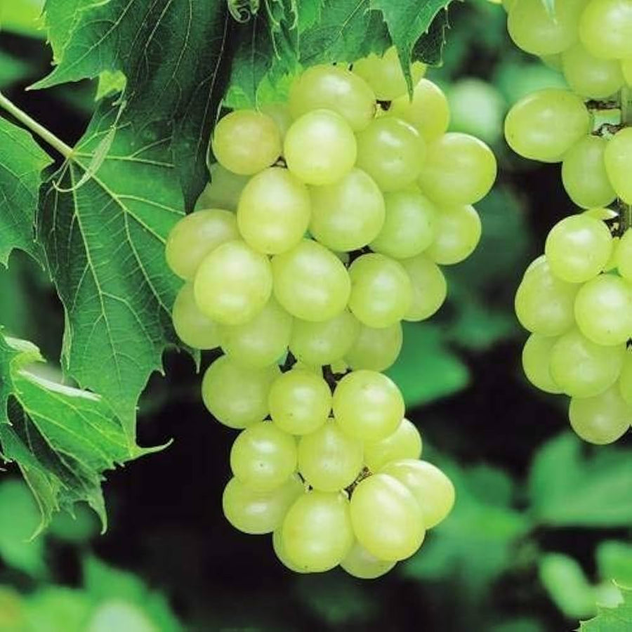 Green grape Vitis vinifera fruit seeds for planting in backyard vineyards - for planting in home garden