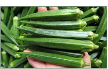 Long Pod Green Okra Seeds for a productive addition to the vegetable patch