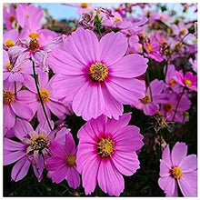 Cosmos Radiance Seeds for reliable seasonal color