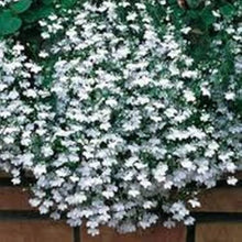Lobelia White Lady seeds (Lobelia erinus) for elegant white flower garden planting
