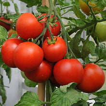 Montesino - Tomato for planting in home garden