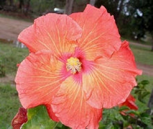 Hibiscus Exotic Coral Seeds (Hibiscus rosa-sinensis) for colorful blooms in the Flower Bed