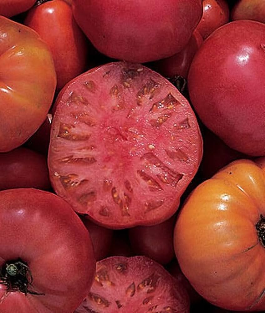 Organic Mortgage Lifter tomato seeds (Solanum lycopersicum) for your garden