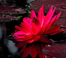 Red Longevity Seeds (Longevity spp.) for a bright addition to the Home Garden & Flower Bed