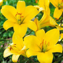 Perfume Lily Seeds (Lilium longiflorum) for colorful blooms in the fragrant home garden and shaded planting