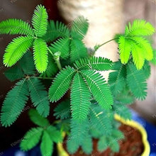 Bashfulgrass Seeds (Mimosa pudica) for seasonal color across the sensory garden and indoor pot planting