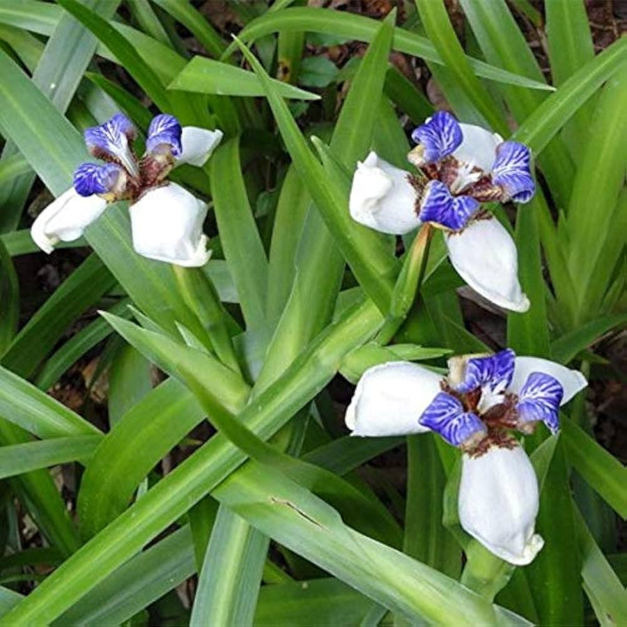 Iris Iris Germanica Bonsai Flower Seeds for Planting – Suitable for Indoor Pots and Decorative Gardening