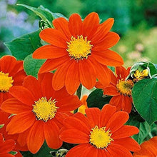 Mexican Red Sunflower Seeds (Tithonia rotundifolia) for seasonal color across the pollinator patch wild garden
