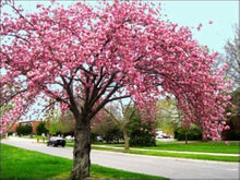 Sakura Bonsai Seeds known for japanese Cherry Blossom Trees