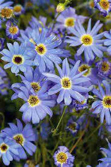 Daisy Brachyscome Iberidifolia Swan River Seeds for growers filling out the Border Edges