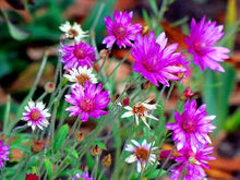 Immortelle Seeds (Xeranthemum annuum) for growers filling out the Flower Bed