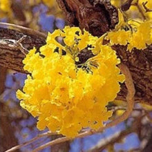Tabebuia Chrysantha Yellow Seeds for a lasting addition to the landscape