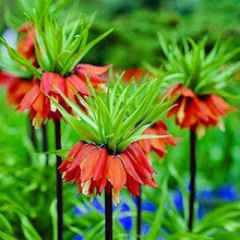 Crown Imperial Fritillaria Seeds (Fritillaria imperialis) for seasonal color across the flower beds and spring gardens