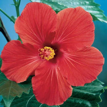 Dinnerplate Hibiscus Seeds (Hibiscus moscheutos) for seasonal color across the large flower landscaping and garden planting