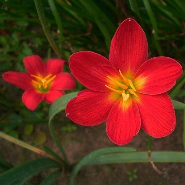 Zephyranthes Candida red flower bulbs