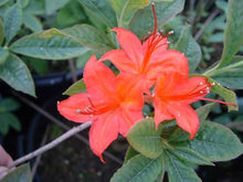 Cumberland Rhododendron Seeds (Rhododendron cumberlandense) for colorful blooms in the ornamental garden and shaded beds