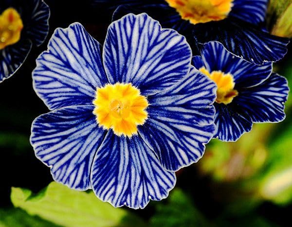 Mini Primrose Primula spp. Seeds for planting in flower bed